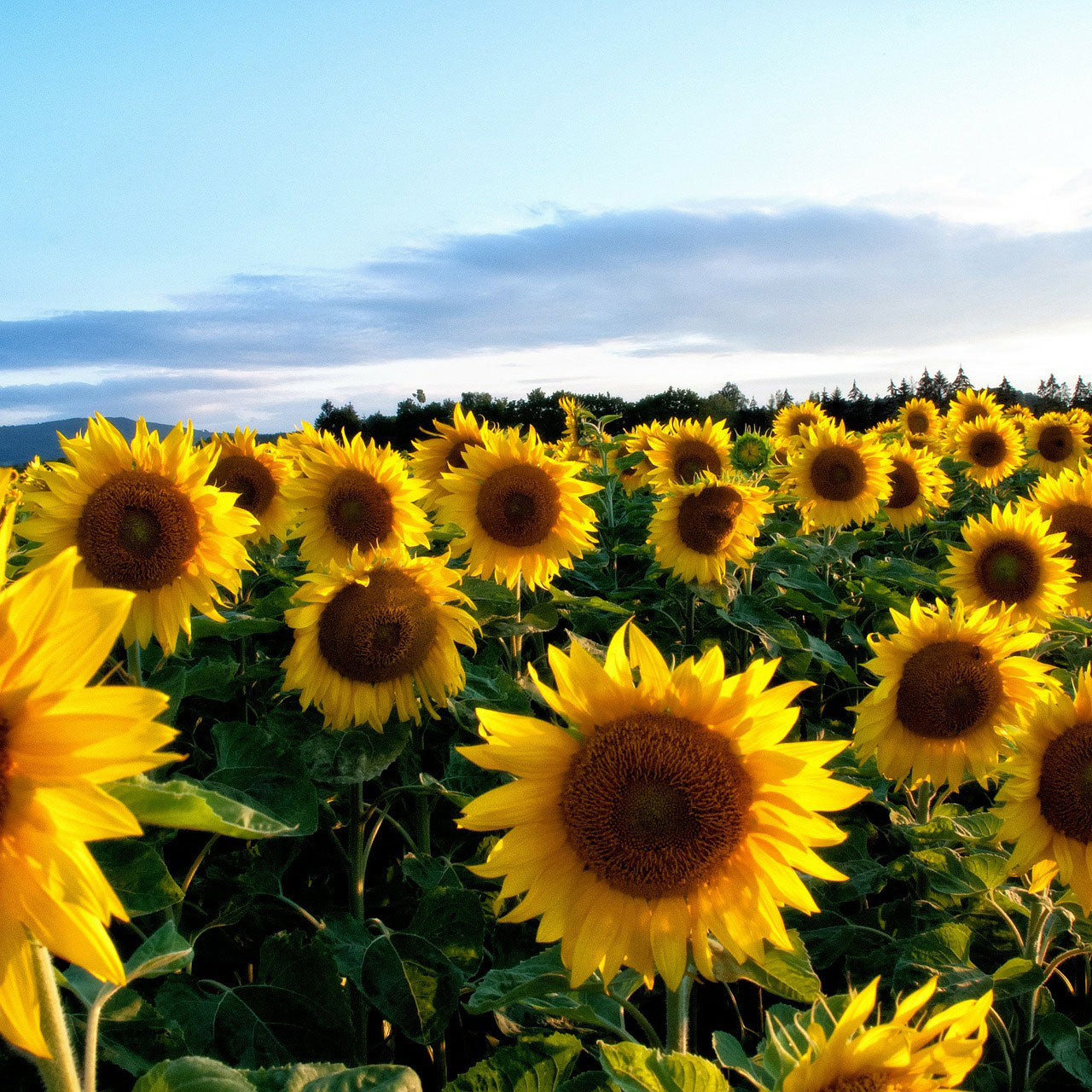 Sonnenblumenfeld, Symbolbild für die Vielseitigkeit von Lecithin