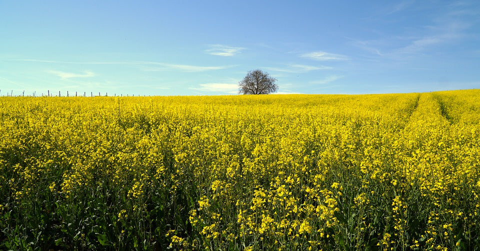 Hochwertiges Rapslecithin Reinlecithin - die natürliche Wahl für eine gesunde Ernährung. Entdecken Sie Qualität und Reinheit auf unserer Webseite!