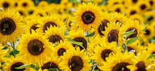 Lataa kuva Galleria-katseluun, hochwertiges Sonnenblumenlecithin Pulver - die natürliche Wahl für eine gesunde Lebensweise. Entdecken Sie Reinheit und Qualität auf unserer Webseite!

